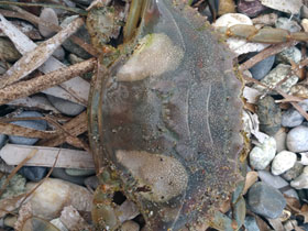 Смотреть фото Голубой краб Фото Голубой краб