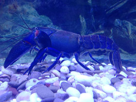 Фото Ябби-разрушитель