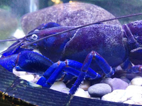 Фото Ябби-разрушитель