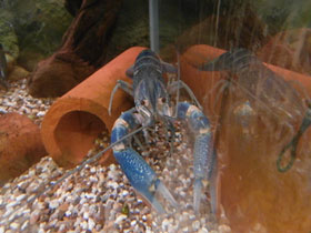 Фото Ябби-разрушитель