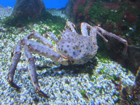 Смотреть фото Камчатский краб Фото Камчатский краб