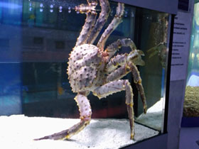 Смотреть фото Камчатский краб Фото Камчатский краб