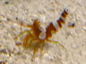 Смотреть фото Анемоновая креветка Фото Анемоновая креветка