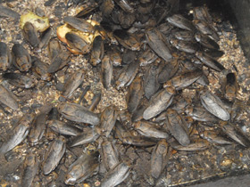 Смотреть фото Мадейрский таракан Фото Мадейрский таракан