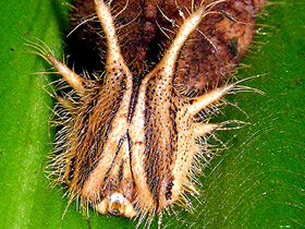 Фото Брассолиды