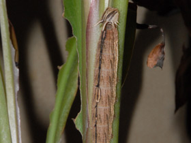 Фото Брассолиды