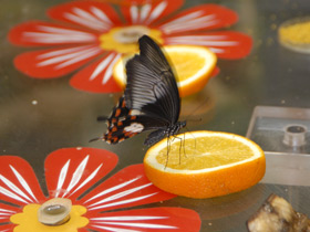 Смотреть фото Парусник полит Фото Парусник полит