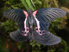 Парусник Румянцева Парусник Румянцева