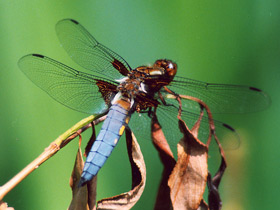Стрекоза плоская Стрекоза плоская