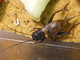 Смотреть фото Двупятнистый сверчок Фото Двупятнистый сверчок