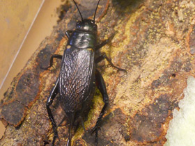 Смотреть фото Двупятнистый сверчок Фото Двупятнистый сверчок