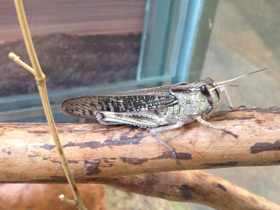 Смотреть фото Перелётная саранча Фото Перелётная саранча