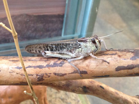 Смотреть фото Перелётная саранча Фото Перелётная саранча