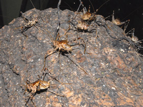 Смотреть фото Африканский пещерный сверчок Фото Африканский пещерный сверчок