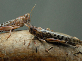 Смотреть фото Пустынная саранча Фото Пустынная саранча