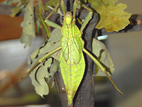 Смотреть фото Разнокрылый гигантский палочник Фото Разнокрылый гигантский палочник