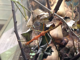 Смотреть фото Палочник перифетес Фото Палочник перифетес