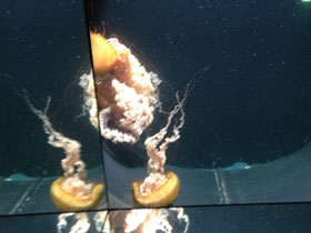 Смотреть фото Тихоокеанская морская крапива Фото Тихоокеанская морская крапива