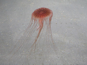 Смотреть фото Компасная медуза Фото Компасная медуза