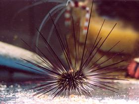 Смотреть фото Длинноиглая диадема Фото Длинноиглая диадема