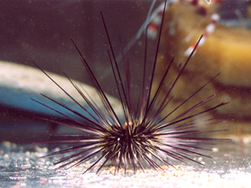 Длинноиглая диадема Длинноиглая диадема