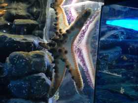 Смотреть фото Протореастер нодосус Фото Протореастер нодосус