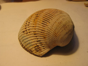 Смотреть фото Анадара Броутона Фото Анадара Броутона