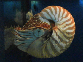 Смотреть фото Наутилоидовые Фото Наутилоидовые