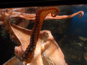 Смотреть фото Осьминог Дофлейна Фото Осьминог Дофлейна