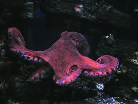 Смотреть фото Осьминог Дофлейна Фото Осьминог Дофлейна