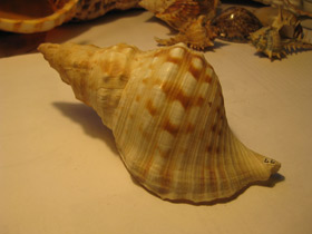 Смотреть фото Харония лампас Фото Харония лампас