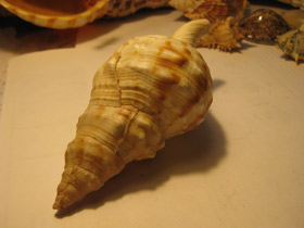 Смотреть фото Харония лампас Фото Харония лампас