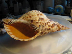 Смотреть фото Харония тритон Фото Харония тритон