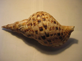 Смотреть фото Харония тритон Фото Харония тритон