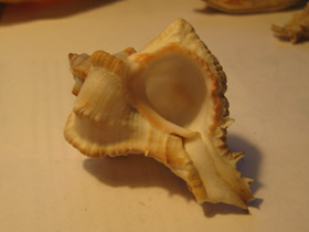 Смотреть фото Мурекс девичий Фото Мурекс девичий