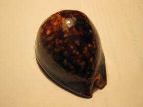 Смотреть фото Ципрея терзитес Фото Ципрея терзитес