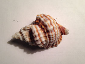 Смотреть фото Дисторсио анус Фото Дисторсио анус