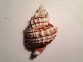 Смотреть фото Дисторсио анус Фото Дисторсио анус