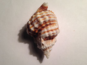 Смотреть фото Дисторсио анус Фото Дисторсио анус