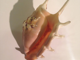 Смотреть фото Обыкновенный лямбис Фото Обыкновенный лямбис