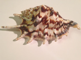 Смотреть фото Обыкновенный лямбис Фото Обыкновенный лямбис