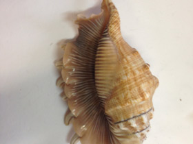 Смотреть фото Лямбис многоножка Фото Лямбис многоножка