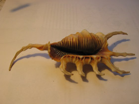 Смотреть фото Скорпионовый лямбис Фото Скорпионовый лямбис