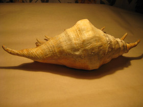 Смотреть фото Гигантский лямбис Фото Гигантский лямбис