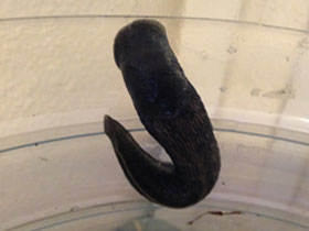 Смотреть фото Сизо-черный слизень Фото Сизо-черный слизень