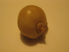 Смотреть фото Прудовики Фото Прудовики