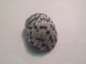 Смотреть фото Текстильная нерита Фото Текстильная нерита