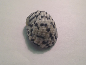 Смотреть фото Текстильная нерита Фото Текстильная нерита