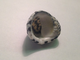 Смотреть фото Текстильная нерита Фото Текстильная нерита