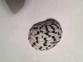 Смотреть фото Текстильная нерита Фото Текстильная нерита